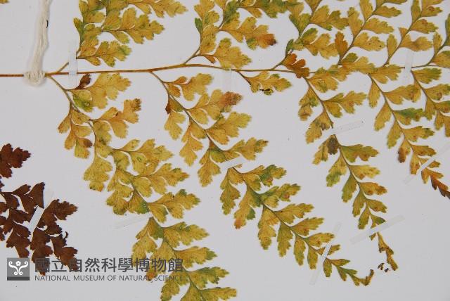 大膜蓋蕨藏品圖，第5張