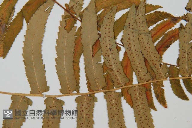 桫欏鱗毛蕨藏品圖，第2張
