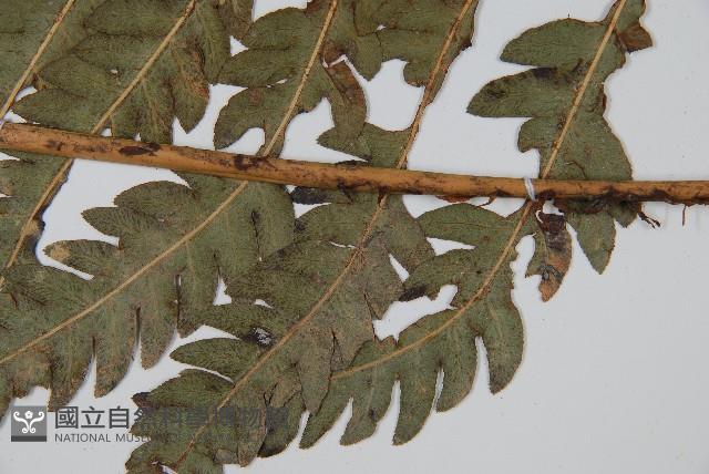 日本狗脊蕨藏品圖，第5張