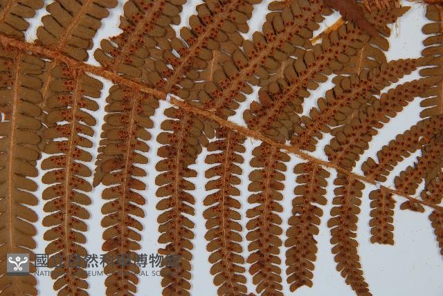綿馬鱗毛蕨藏品圖，第3張