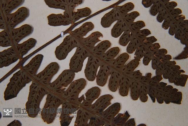 黑葉貞蕨藏品圖，第5張