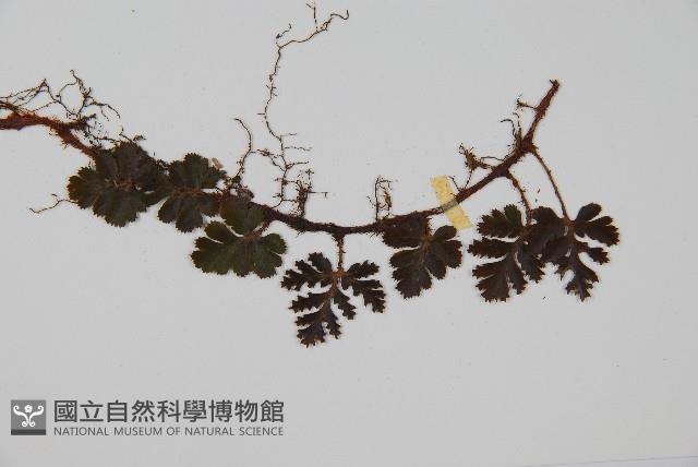 鱗葉陰石蕨藏品圖，第5張