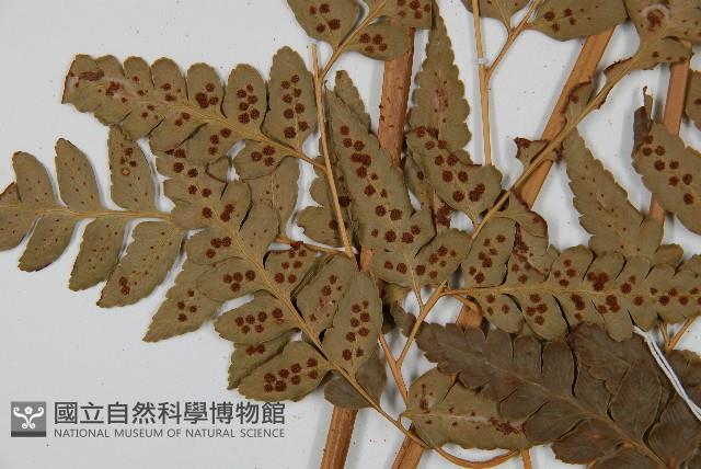 大片複葉耳蕨藏品圖，第5張