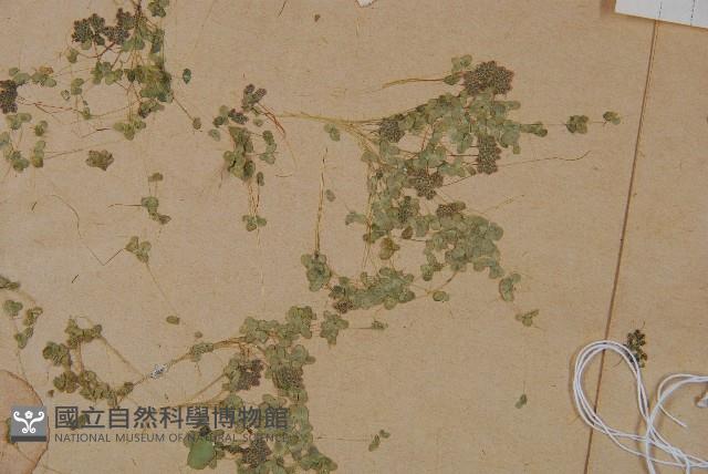 細葉滿江紅、紅萍滿江紅藏品圖，第5張