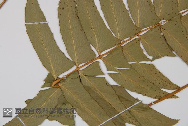 鐮羽貫眾藏品圖，第5張