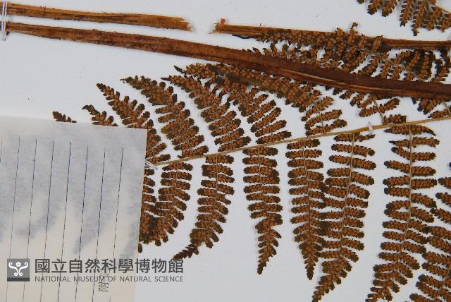 禾稈亮毛蕨藏品圖，第8張