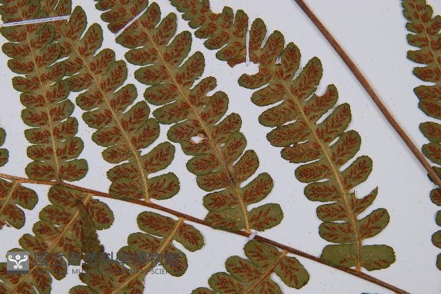 闊葉短腸蕨藏品圖，第8張