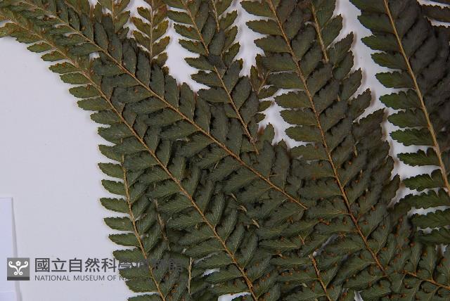 粗毛鱗蓋蕨藏品圖，第5張