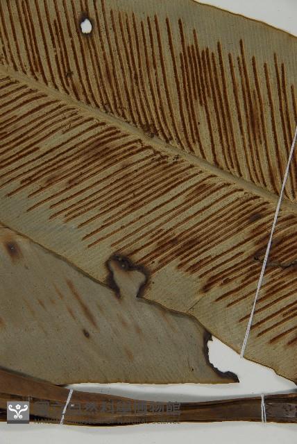 山蘇花藏品圖，第5張