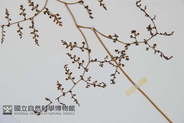彎柄假複葉耳蕨藏品圖，第5張