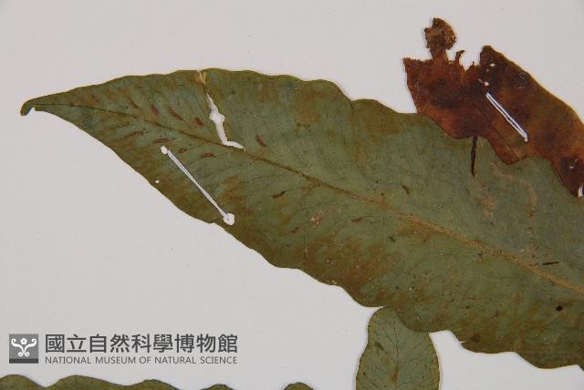 假腸蕨藏品圖，第5張