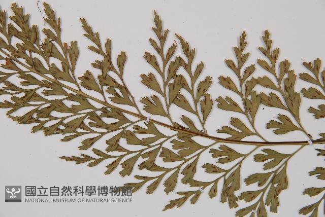 威氏鐵角蕨藏品圖，第5張