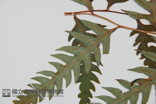 生芽狗脊蕨、頂芽狗脊蕨藏品圖，第5張