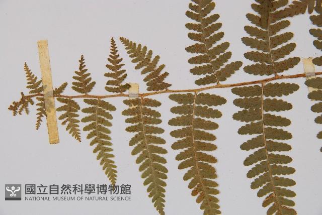 姬蕨藏品圖，第5張