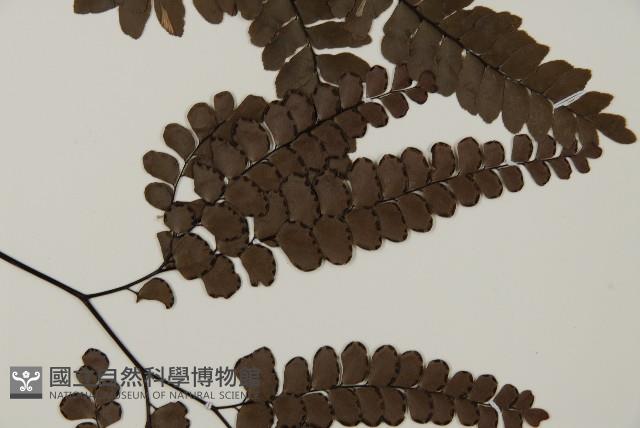 扇葉鐵線蕨藏品圖，第4張