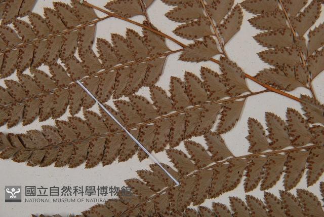 斜方複葉耳蕨藏品圖，第4張