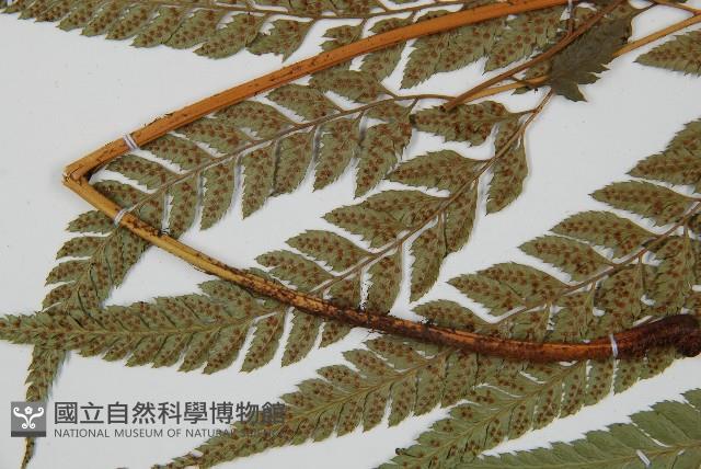 小葉複葉耳蕨藏品圖，第5張