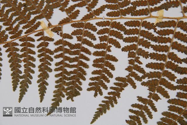 姬蕨藏品圖，第8張