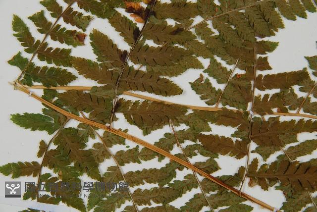 登錄號:P012234藏品圖，第5張