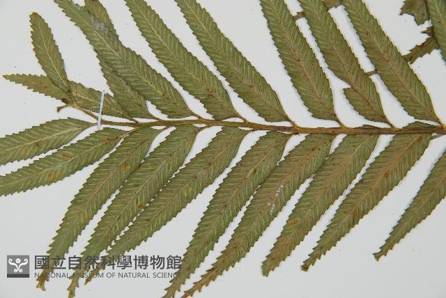 蘭嶼鐵角蕨藏品圖，第5張