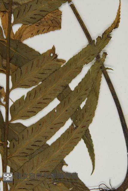 登錄號:P005234藏品圖，第8張