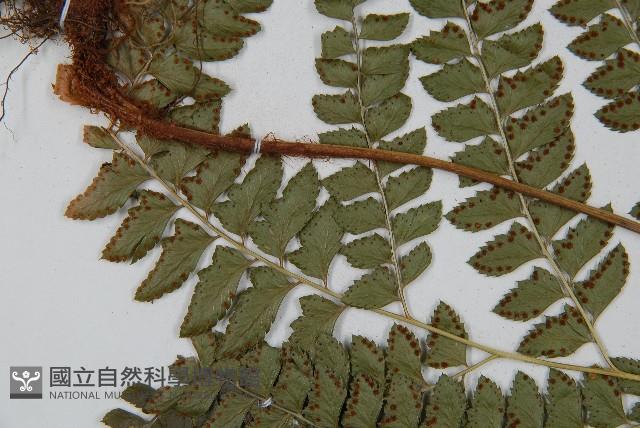 斜方複葉耳蕨藏品圖，第5張