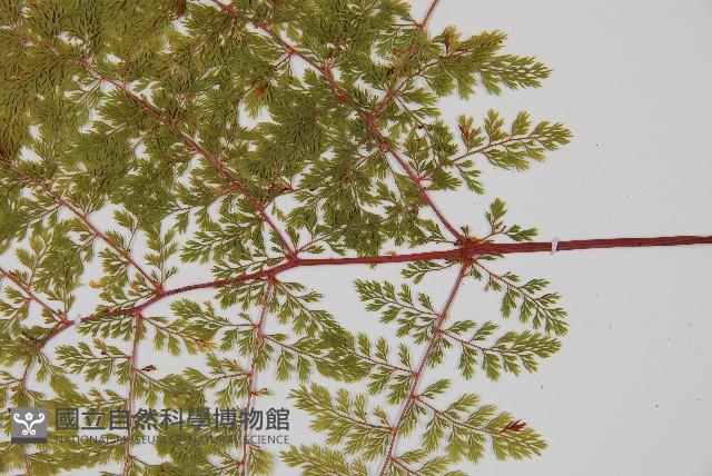 台灣小膜蓋蕨藏品圖，第4張