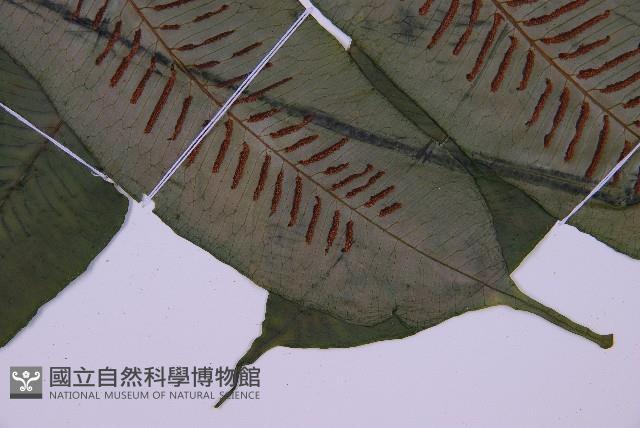 腸蕨藏品圖，第5張