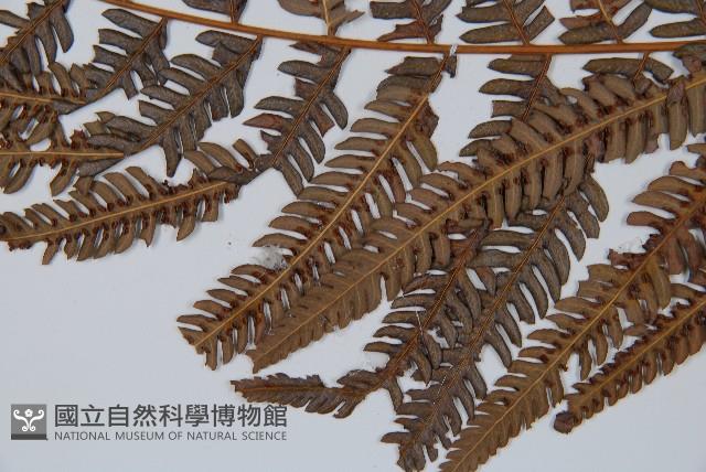 金狗毛蕨藏品圖，第4張