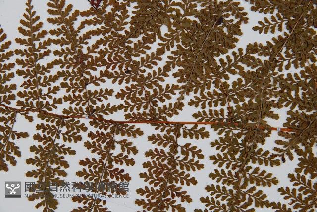 魚鱗蕨藏品圖，第5張