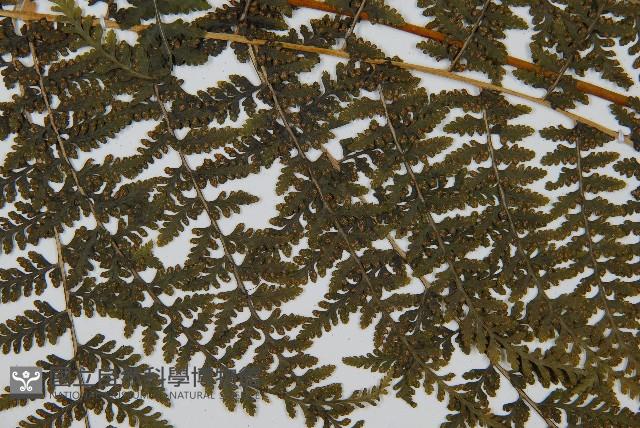 稀子蕨藏品圖，第5張