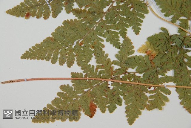 登錄號:P012064藏品圖，第5張