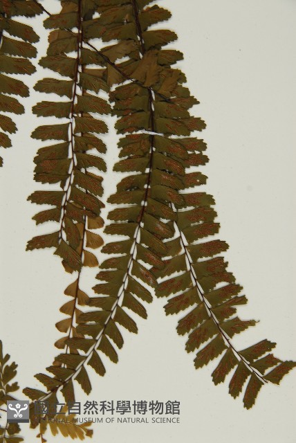 生芽鐵角蕨藏品圖，第5張