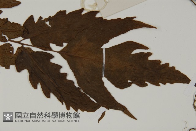 變葉三叉蕨藏品圖，第5張
