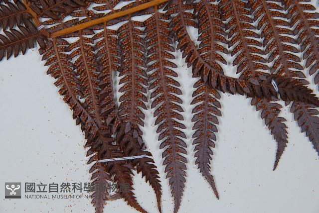 登錄號:P009764藏品圖，第5張