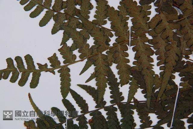 登錄號:P012564藏品圖，第5張