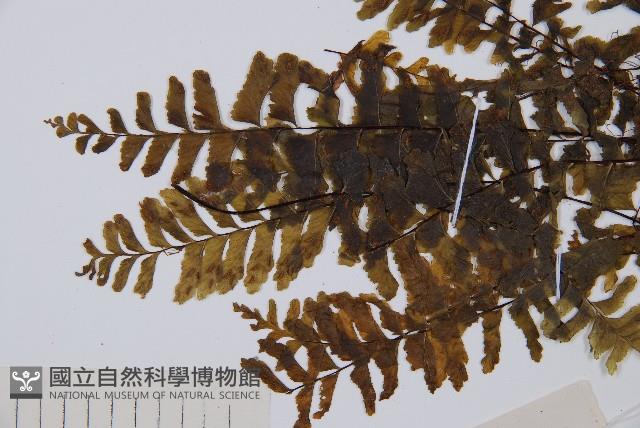 陰濕鐵角蕨藏品圖，第5張