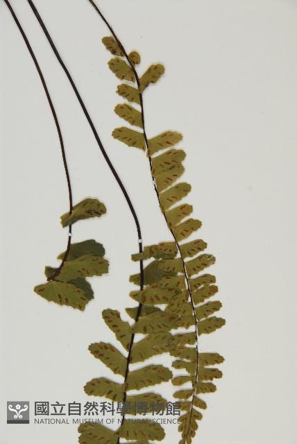 生芽鐵角蕨藏品圖，第5張