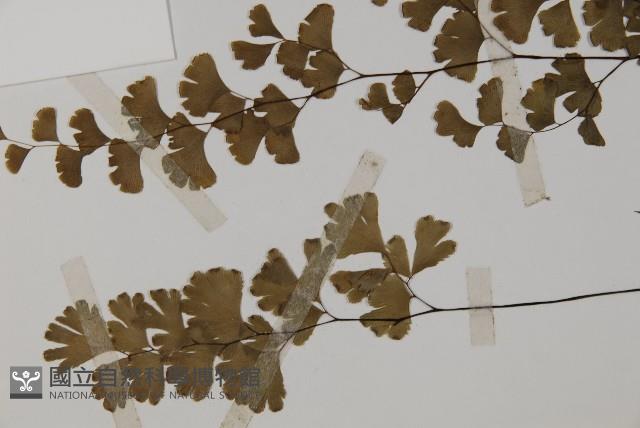 鐵線蕨藏品圖，第5張