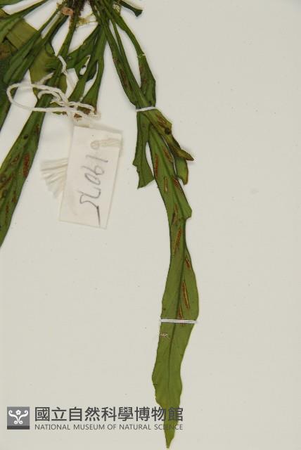 劍葉鐵角蕨、箭葉鐵角蕨藏品圖，第5張