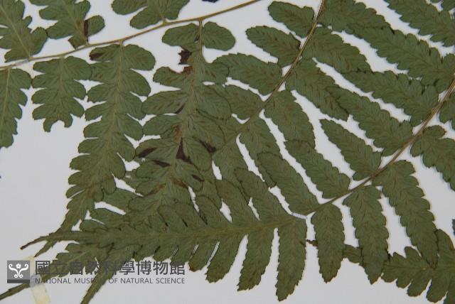 刺柄雙蓋蕨藏品圖，第5張