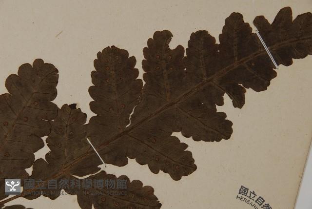 陰地三叉蕨藏品圖，第5張