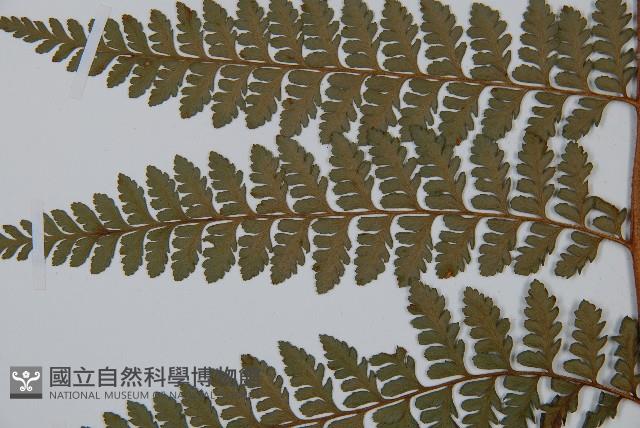 亞粗毛鱗蓋蕨藏品圖，第5張