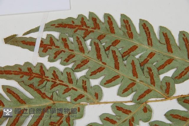 日本狗脊蕨藏品圖，第5張