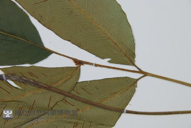 細柄雙蓋蕨藏品圖，第5張