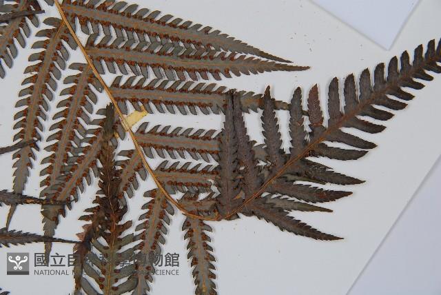 金狗毛蕨藏品圖，第4張