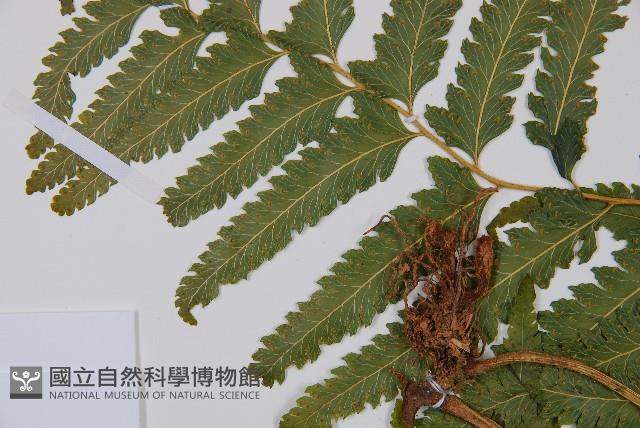 邊緣鱗蓋蕨藏品圖，第5張