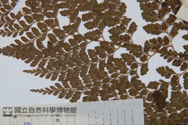 臺灣兩面複葉耳蕨藏品圖，第5張