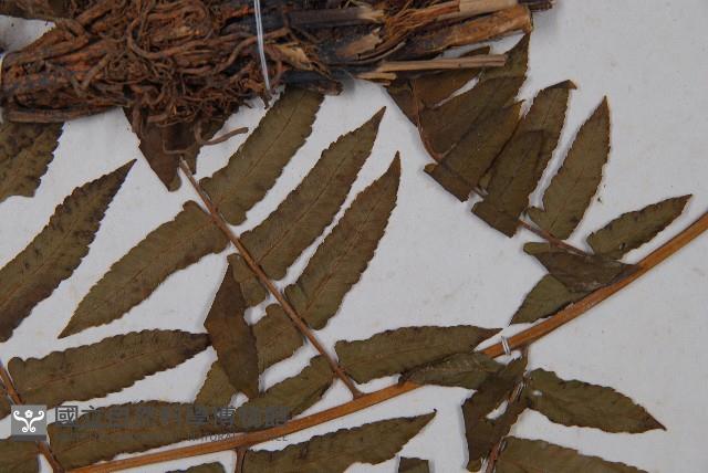 菜蕨藏品圖，第5張