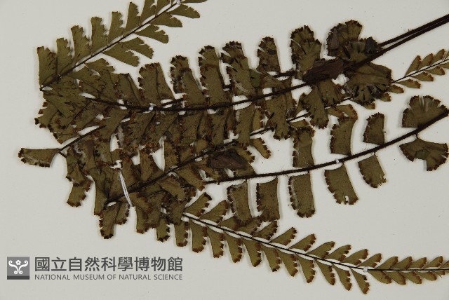 馬來鐵線蕨藏品圖，第8張